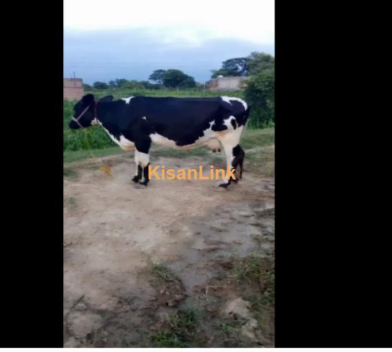 Cow For Sale