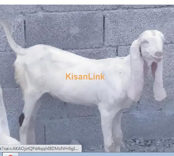 Goat for Sale