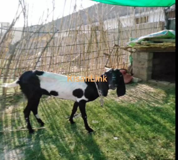 Goat for Sale