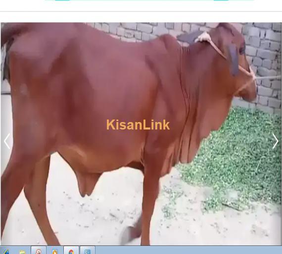 Cow For Sale