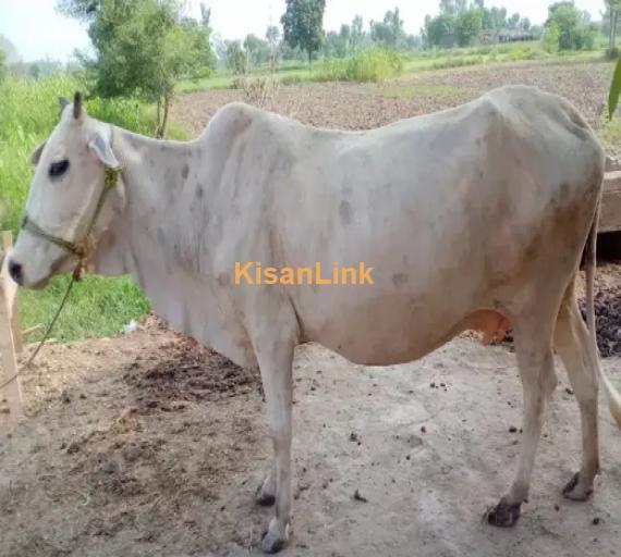 Cow For Sale