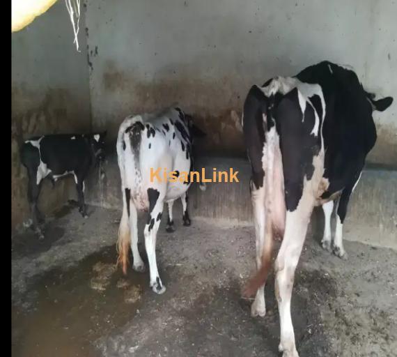 Cow For Sale