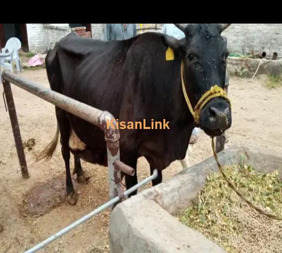 Cow For Sale