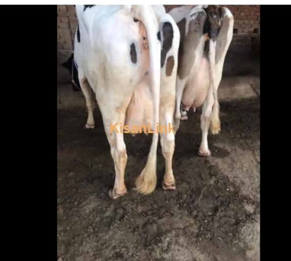 Cow For Sale