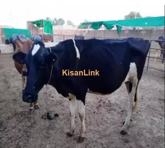 Cow For Sale