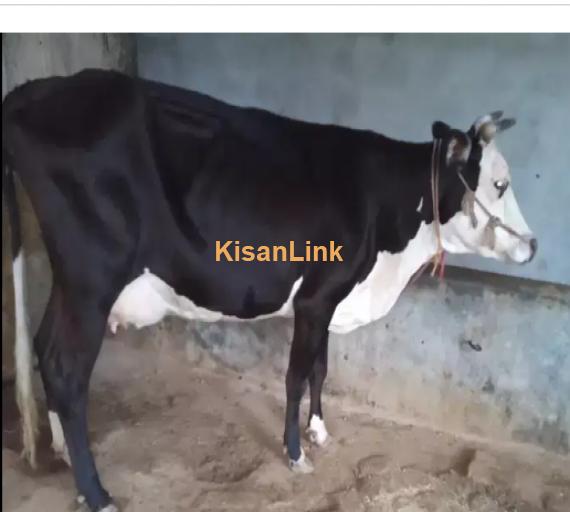 Cow For Sale