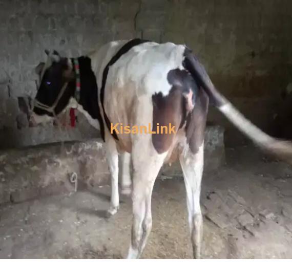 Cow For Sale