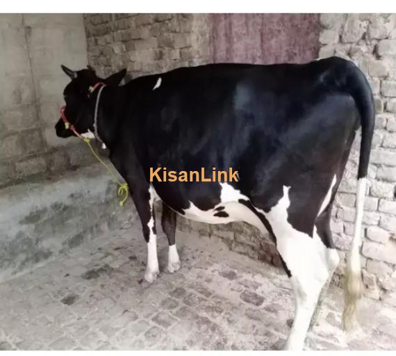 Cow For Sale