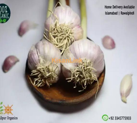 Garlic For Sale