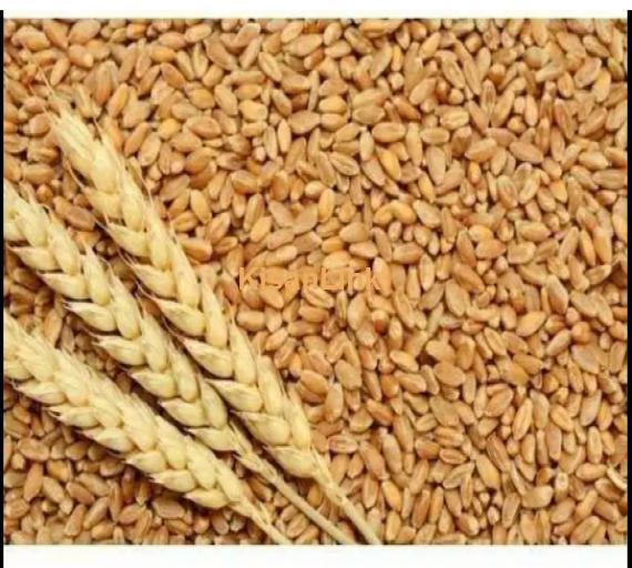 Wheat (گندم)  for Sale