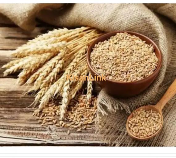 Wheat (گندم)  for Sale