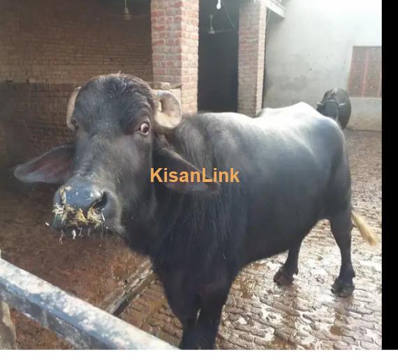 Buffalo For Sale
