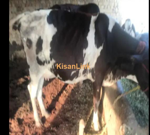 Cow For Sale