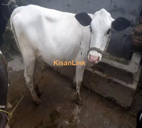 Cow For Sale