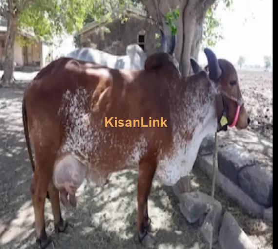 Cow For Sale