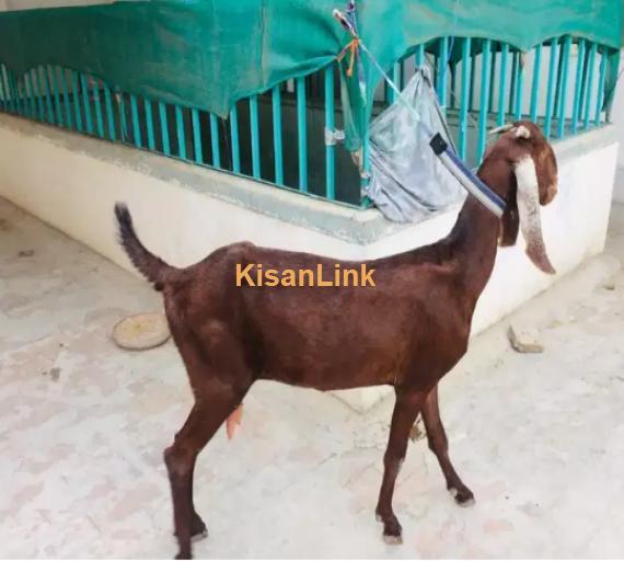 Goat for Sale