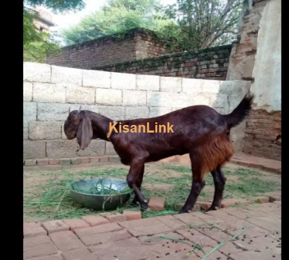 Goat for Sale