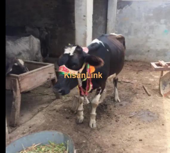 Cow For Sale