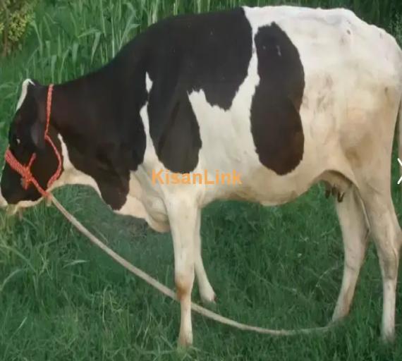 Cow For Sale