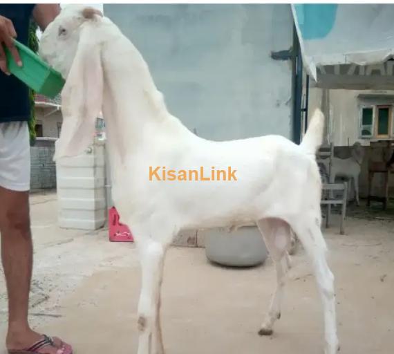 Goat for Sale