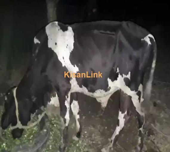 Cow For Sale