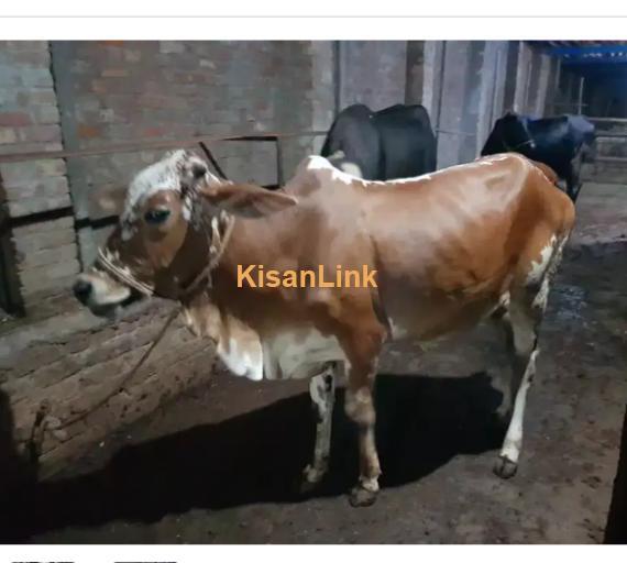 Cow For Sale