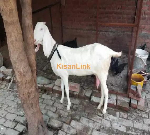 Goat for Sale