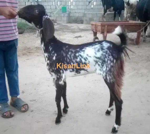 Goat for Sale