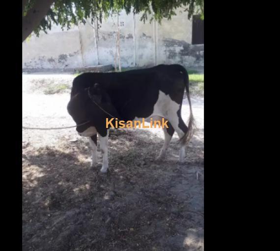 Cow For Sale