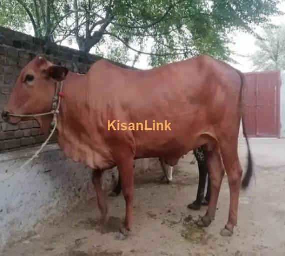 Cow For Sale