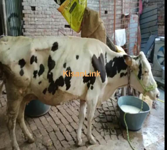 Cow For Sale