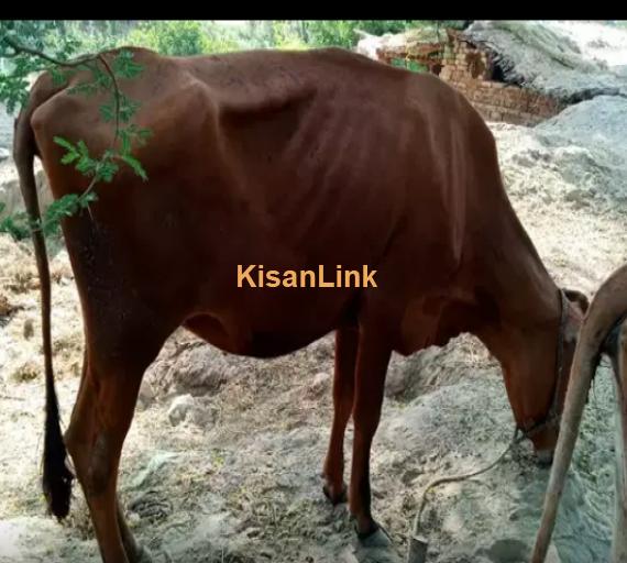 Cow For Sale