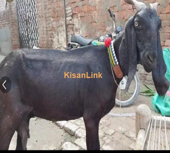 Goat for Sale