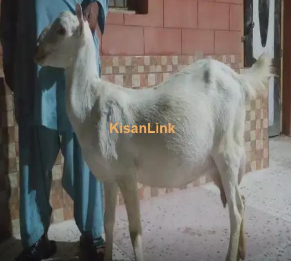 Goat for Sale