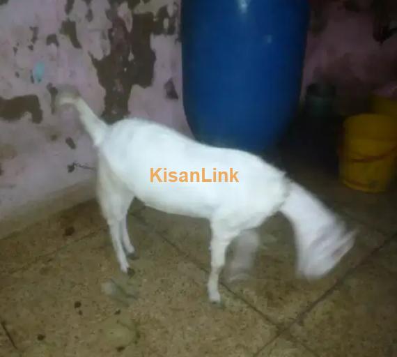 Goat for Sale
