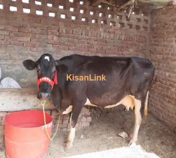 Cow For Sale