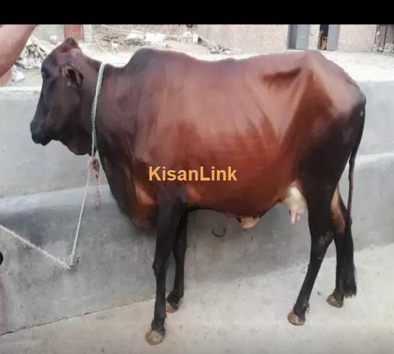 Cow For Sale