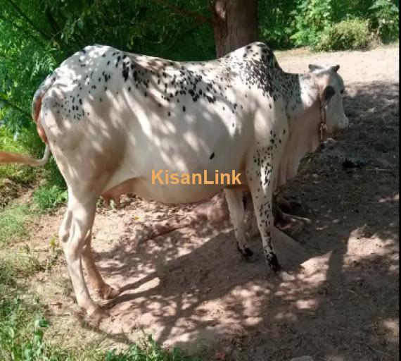 Cow For Sale