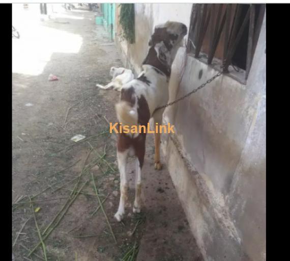 Goat for Sale