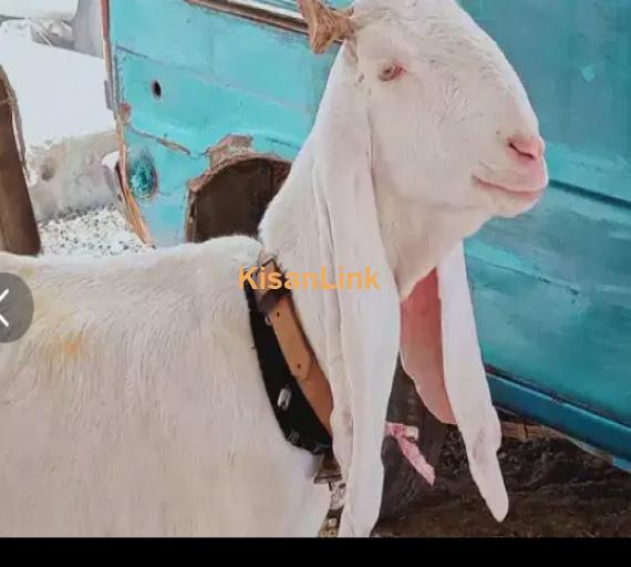 Goat for Sale
