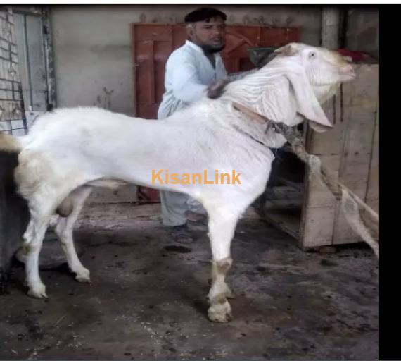 Goat for Sale