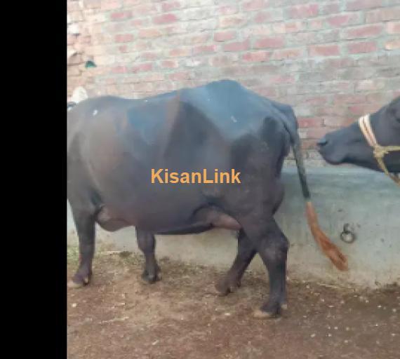 Buffalo For Sale