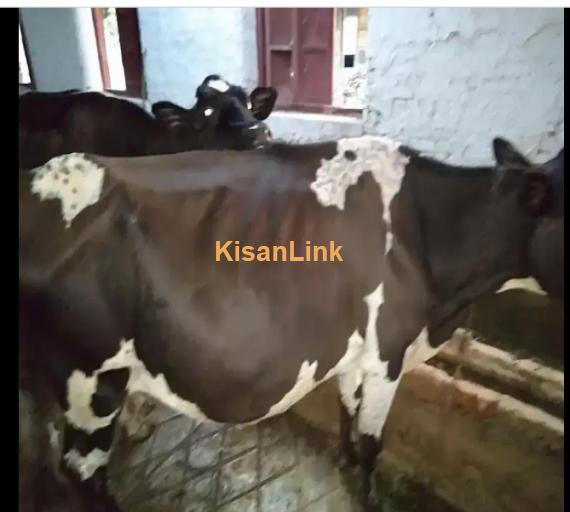 Cow For Sale