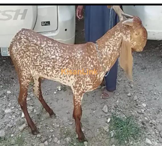 Goat for Sale