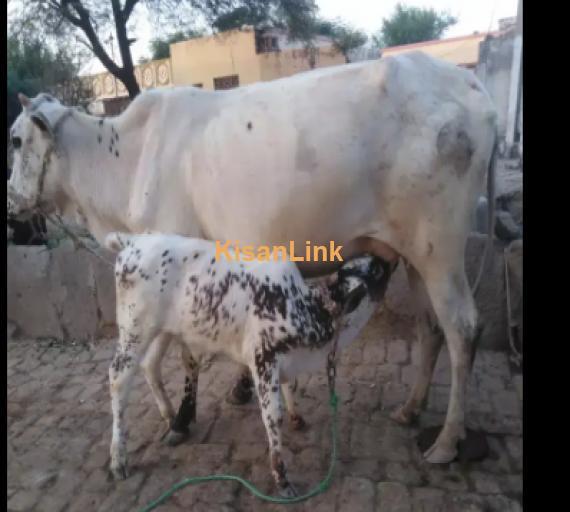 Cow For Sale