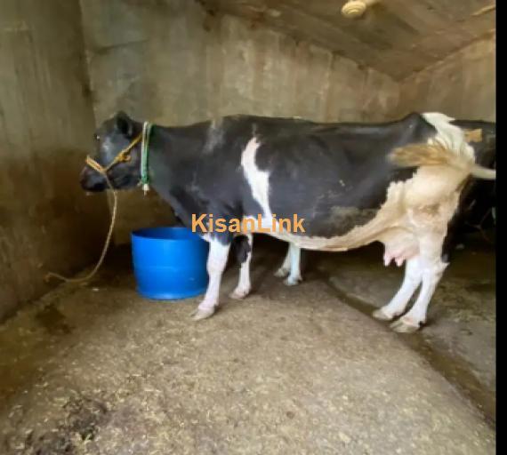 Cow For Sale