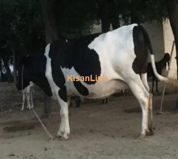 Cow For Sale