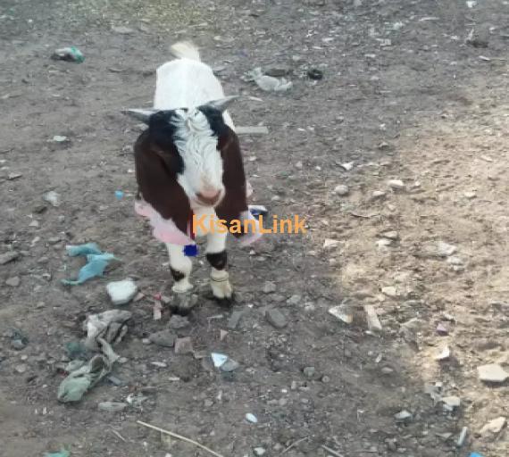 Goat for Sale