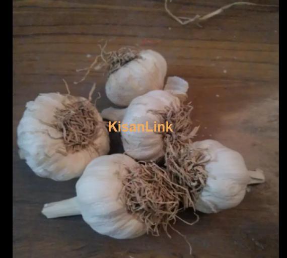 Garlic For Sale