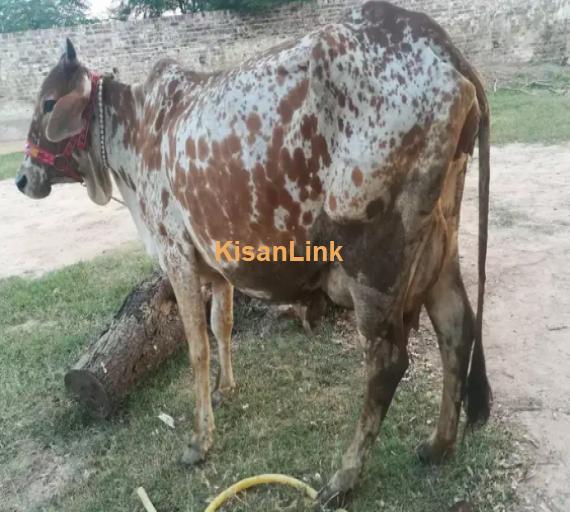 Cow For Sale